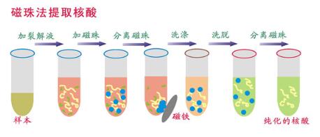 磁珠法核酸提取仪结构