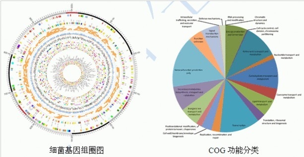 微生物全基因组重测序服务